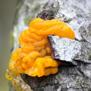 Tremella mesenterica at Mulligans Flat - 4 Jan 2024