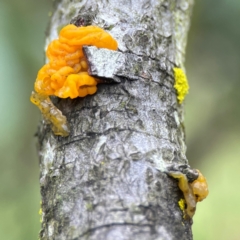 Tremella mesenterica at Mulligans Flat - 4 Jan 2024 02:16 PM