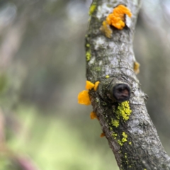 Tremella mesenterica at Mulligans Flat - 4 Jan 2024