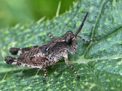 Phaulacridium vittatum (Wingless Grasshopper) at Mulligans Flat - 4 Jan 2024 by Hejor1