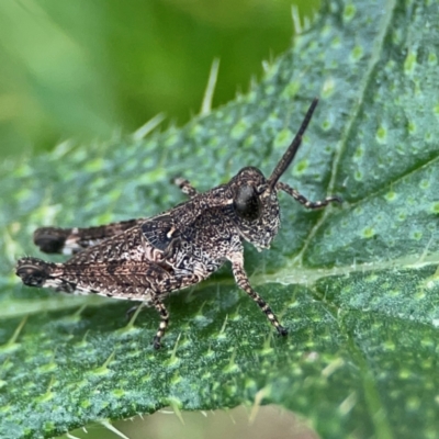 Phaulacridium vittatum (Wingless Grasshopper) at Forde, ACT - 4 Jan 2024 by Hejor1