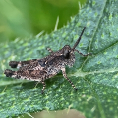 Phaulacridium vittatum (Wingless Grasshopper) at Mulligans Flat - 4 Jan 2024 by Hejor1