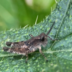 Phaulacridium vittatum at Mulligans Flat - 4 Jan 2024 02:17 PM