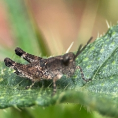 Phaulacridium vittatum at Mulligans Flat - 4 Jan 2024 02:17 PM