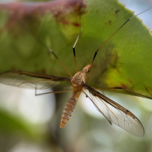 Leptotarsus (Leptotarsus) sp.(genus) at Mulligans Flat - 4 Jan 2024