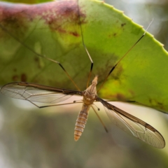 Leptotarsus (Leptotarsus) sp.(genus) at Mulligans Flat - 4 Jan 2024