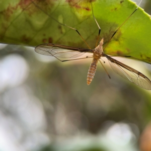 Leptotarsus (Leptotarsus) sp.(genus) at Mulligans Flat - 4 Jan 2024