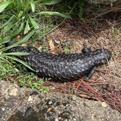 Tiliqua rugosa (Shingleback Lizard) at Mulligans Flat - 4 Jan 2024 by Hejor1