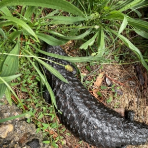 Tiliqua rugosa at Mulligans Flat - 4 Jan 2024