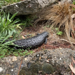 Tiliqua rugosa at Mulligans Flat - 4 Jan 2024