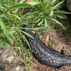 Tiliqua rugosa at Mulligans Flat - 4 Jan 2024