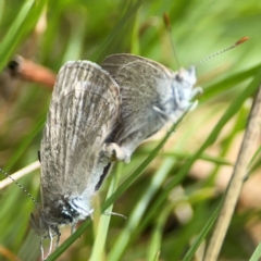 Zizina otis (Common Grass-Blue) at Forde, ACT - 4 Jan 2024 by Hejor1