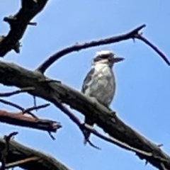 Dacelo novaeguineae (Laughing Kookaburra) at Mulligans Flat - 4 Jan 2024 by Hejor1