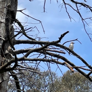 Dacelo novaeguineae at Forde, ACT - 4 Jan 2024