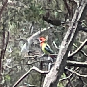 Platycercus eximius at Forde, ACT - 4 Jan 2024