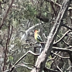 Platycercus eximius at Forde, ACT - 4 Jan 2024