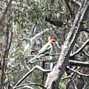 Platycercus eximius at Forde, ACT - 4 Jan 2024