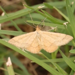 Scopula rubraria (Reddish Wave, Plantain Moth) at Sullivans Creek, Turner - 4 Jan 2024 by ConBoekel