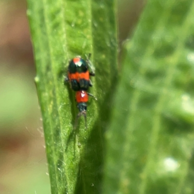 Dicranolaius bellulus (Red and Blue Pollen Beetle) at Mulligans Flat - 4 Jan 2024 by Hejor1