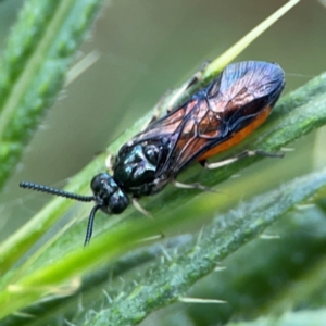 Lophyrotoma analis at Mulligans Flat - 4 Jan 2024 02:37 PM