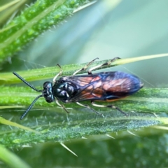 Lophyrotoma analis at Mulligans Flat - 4 Jan 2024