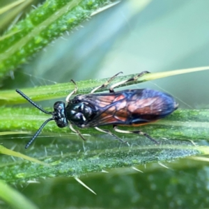 Lophyrotoma analis at Mulligans Flat - 4 Jan 2024