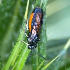 Lophyrotoma analis at Mulligans Flat - 4 Jan 2024 02:37 PM