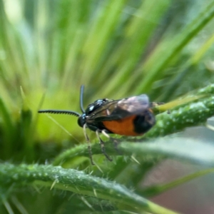 Lophyrotoma analis at Mulligans Flat - 4 Jan 2024