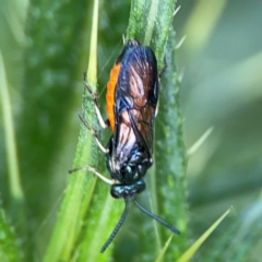 Lophyrotoma analis at Mulligans Flat - 4 Jan 2024 02:37 PM