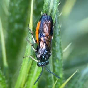 Lophyrotoma analis at Mulligans Flat - 4 Jan 2024