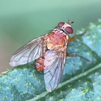 Unidentified Bristle Fly (Tachinidae) at Mulligans Flat - 4 Jan 2024 by Hejor1