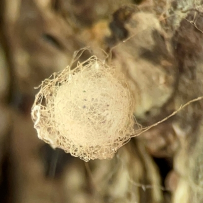 Australomimetus sp. (genus) (Unidentified Pirate spider) at Forde, ACT - 4 Jan 2024 by Hejor1