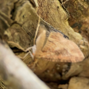 Chloroclystis filata at Mulligans Flat - 4 Jan 2024