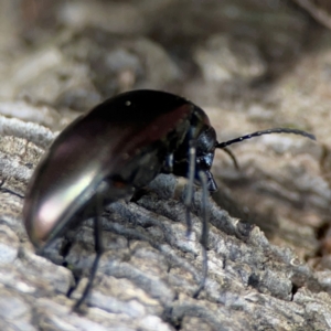 Chalcopteroides sp. (genus) at Mulligans Flat - 4 Jan 2024 02:44 PM