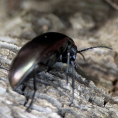Chalcopteroides sp. (genus) (Rainbow darkling beetle) at Forde, ACT - 4 Jan 2024 by Hejor1