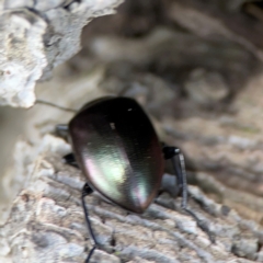 Chalcopteroides sp. (genus) at Mulligans Flat - 4 Jan 2024