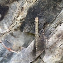 Psychidae (family) IMMATURE (Unidentified case moth or bagworm) at Mulligans Flat - 4 Jan 2024 by Hejor1