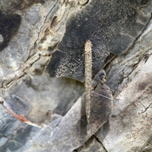 Psychidae (family) IMMATURE at Mulligans Flat - 4 Jan 2024