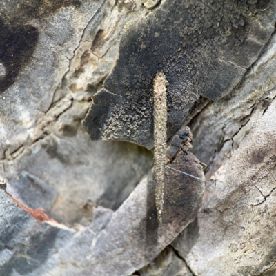 Psychidae (family) IMMATURE (Unidentified case moth or bagworm) at Forde, ACT - 4 Jan 2024 by Hejor1