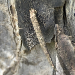 Psychidae (family) IMMATURE at Mulligans Flat - 4 Jan 2024