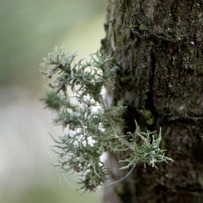 Usnea sp. at Forde, ACT - 4 Jan 2024 by Hejor1