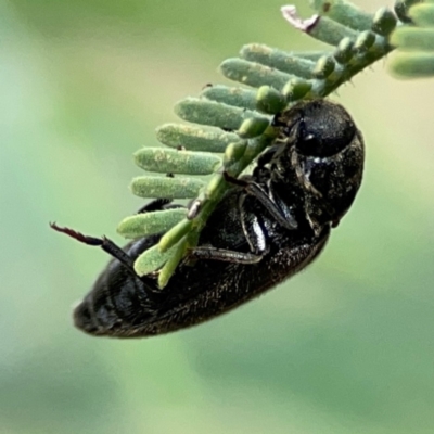 Eucnemidae (family) (False click beetles) at Mulligans Flat - 4 Jan 2024 by Hejor1