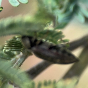 Eucnemidae (family) at Mulligans Flat - 4 Jan 2024