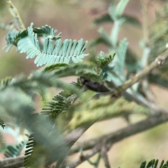 Eucnemidae (family) at Mulligans Flat - 4 Jan 2024