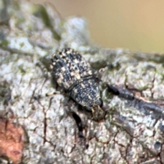 Ethneca bakewellii (Fungus weevil) at Mulligans Flat - 4 Jan 2024 by Hejor1