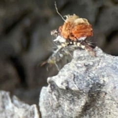 Chrysopidae (family) at Mulligans Flat - 4 Jan 2024 02:59 PM