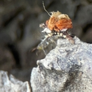 Chrysopidae (family) at Mulligans Flat - 4 Jan 2024 02:59 PM