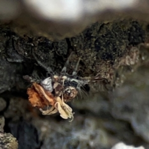 Chrysopidae (family) at Mulligans Flat - 4 Jan 2024