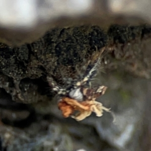 Chrysopidae (family) at Mulligans Flat - 4 Jan 2024 02:59 PM