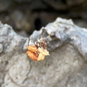 Chrysopidae (family) at Mulligans Flat - 4 Jan 2024 02:59 PM